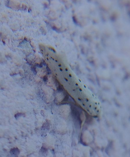 Yponomeuta sp. 
