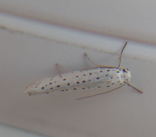 Yponomeuta sp. 