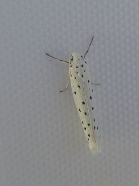 Yponomeuta sp. 