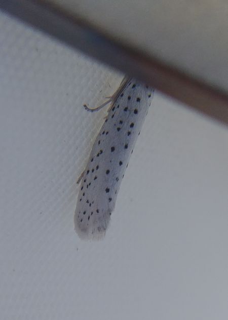 Yponomeuta sp. 