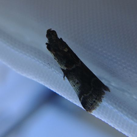 Acrobasis suavella 
