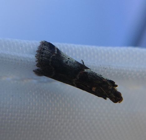 Acrobasis suavella 