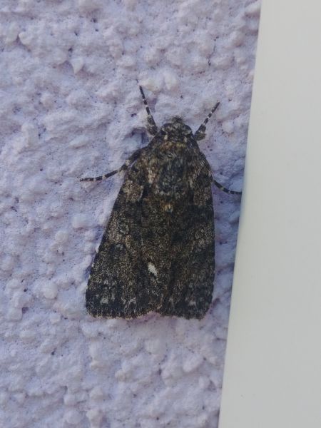 Noctuelle de la patience 