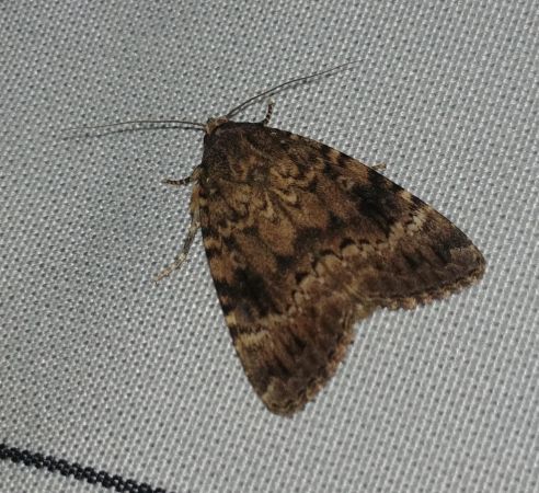 Amphipyra berbera 