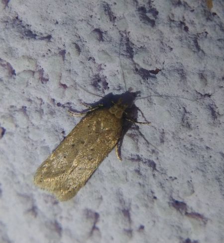 Bryotropha terrella 