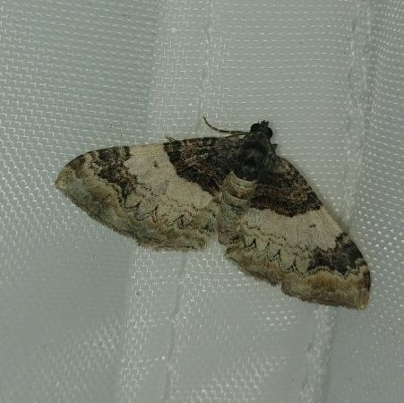 Catarhoe cuculata 