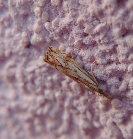 Catoptria falsella 