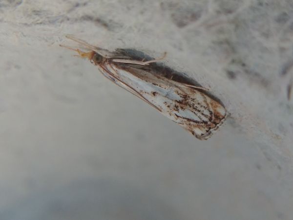 Catoptria falsella 