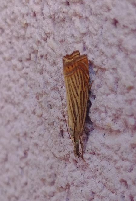 Crambus des jardins 