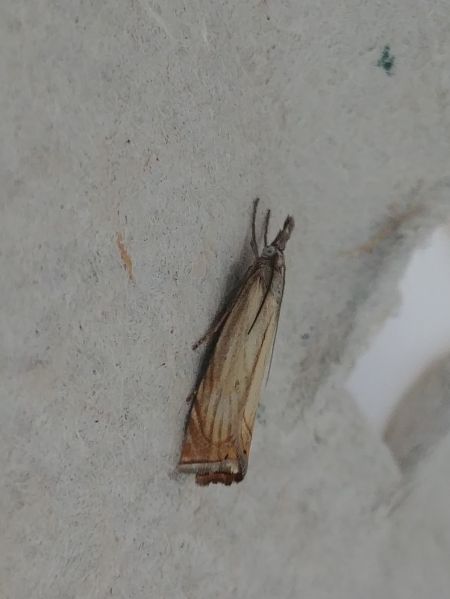 Chrysoteuchia culmella 
