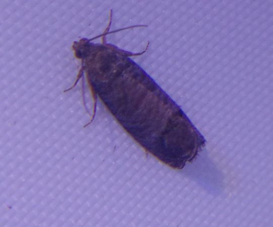 Cydia pomonella 
