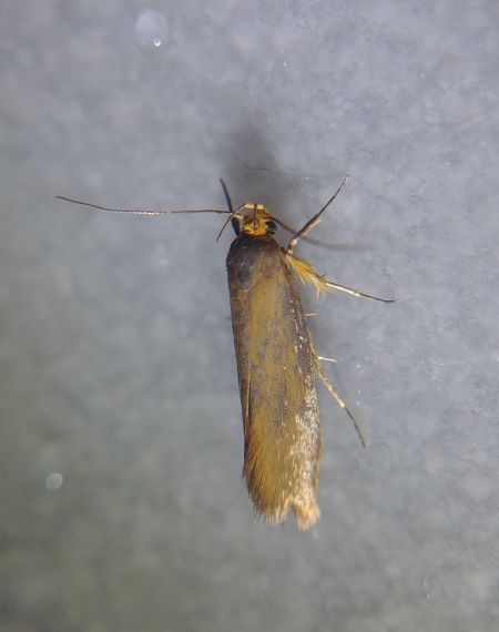 Crassa unitella 