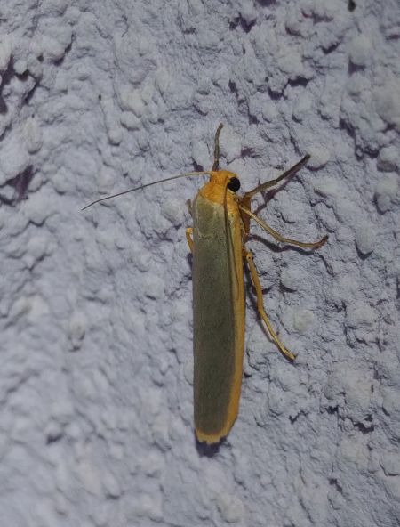 Lithosie aplatie (Manteau à tête jaune) 