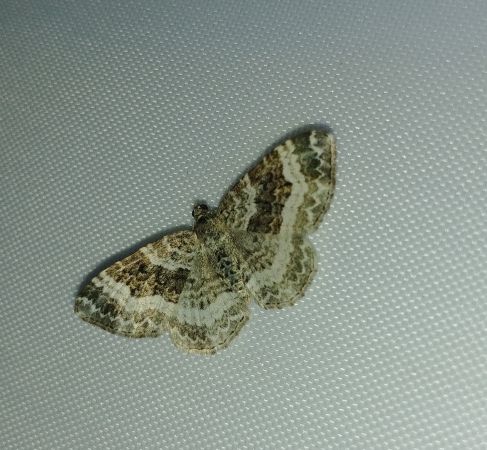 Epirrhoe alternata 