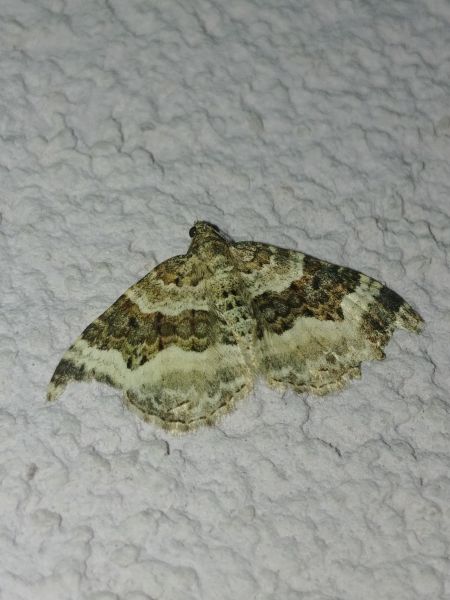 Epirrhoe alternata 