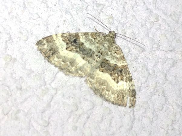 Epirrhoe alternata 