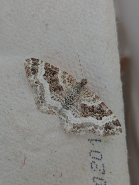 Epirrhoe alternata 