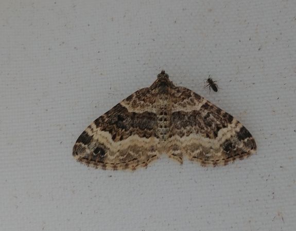 Epirrhoe alternata 