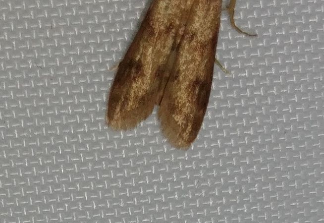Homoeosoma sinuella 