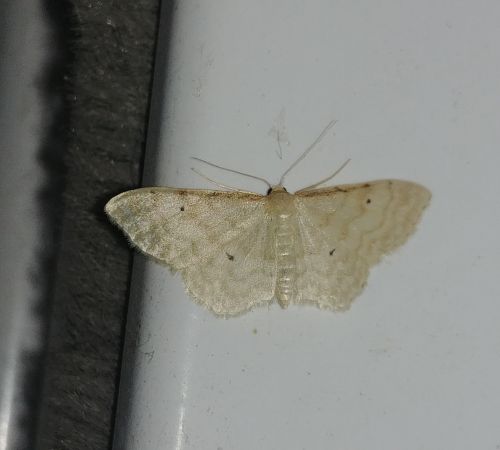 Acidalie familière 