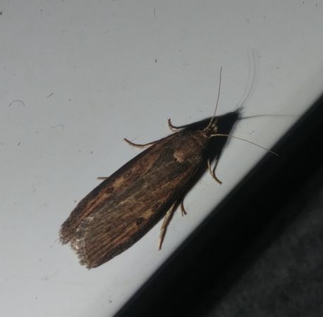 Melissoblaptes zelleri 
