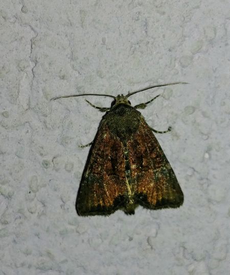 Mesoligia furuncula 