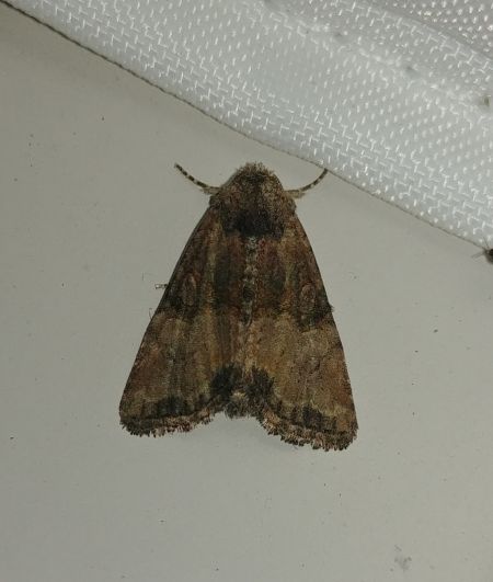 Mesoligia furuncula 