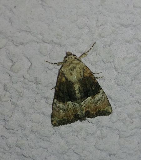 Mesoligia furuncula 