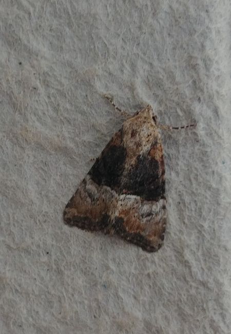 Mesoligia furuncula 