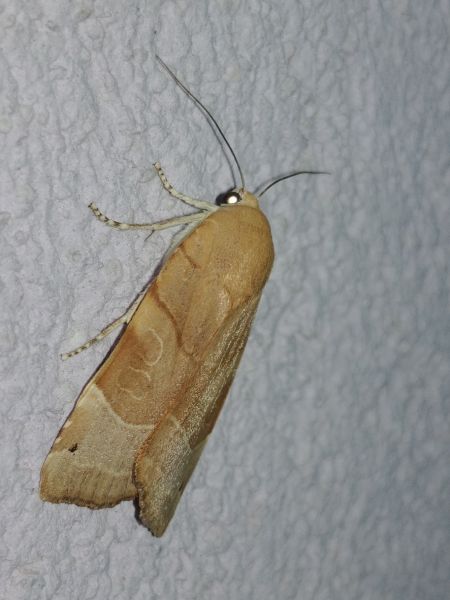 Noctua fimbriata 