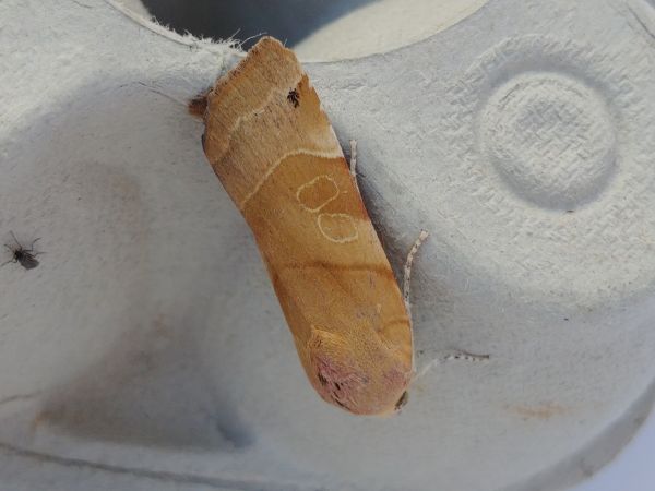 Noctua fimbriata 