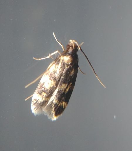 Oegoconia indéterminé 