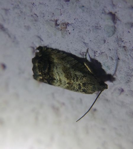Pammene fasciana 