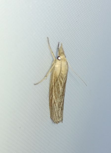 Pediasia luteella 