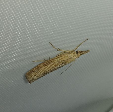 Pediasia luteella 