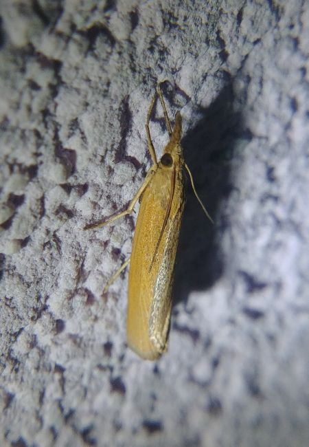 Pediasia luteella 