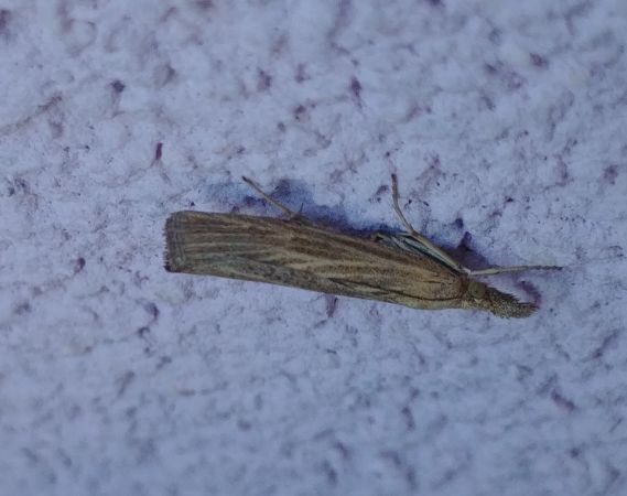 Pediasia luteella 