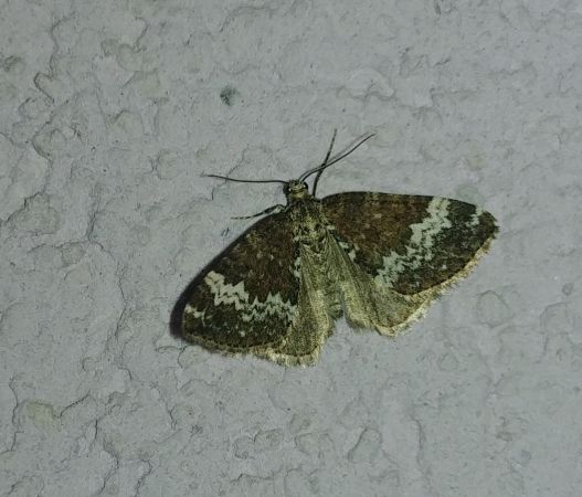 Perizoma alchemillata 