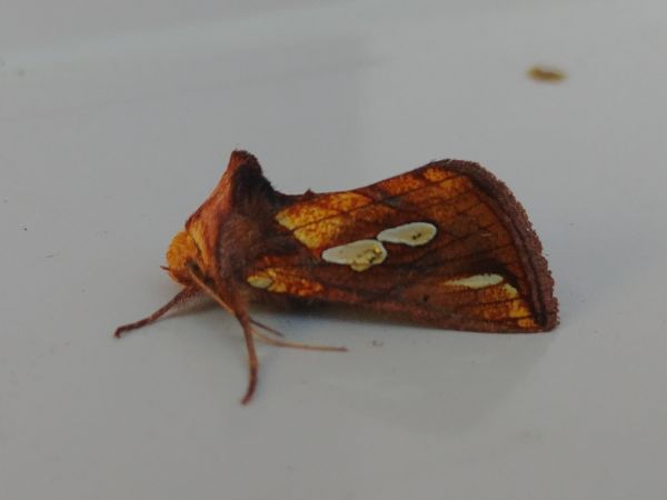 Plusia festucae 