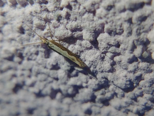 Plutella xylostella 