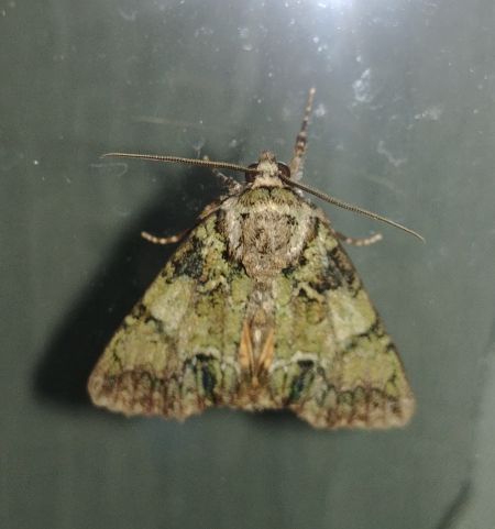 Polyphaenis sericata 