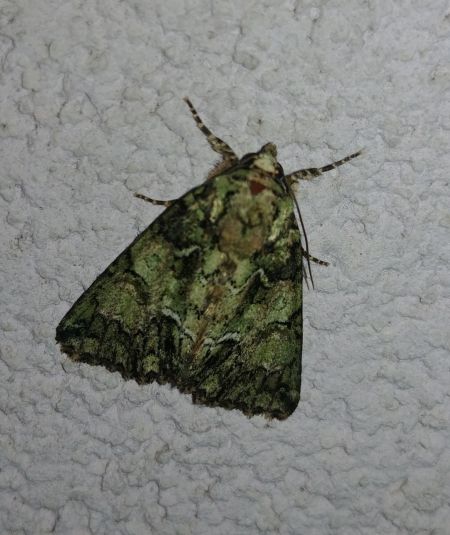 Polyphaenis sericata 