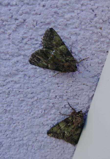 Polyphaenis sericata 