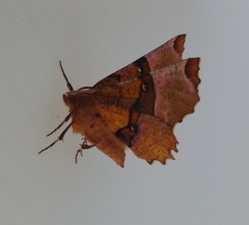 Selenia lunularia 