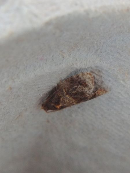 Ditula angustiorana 