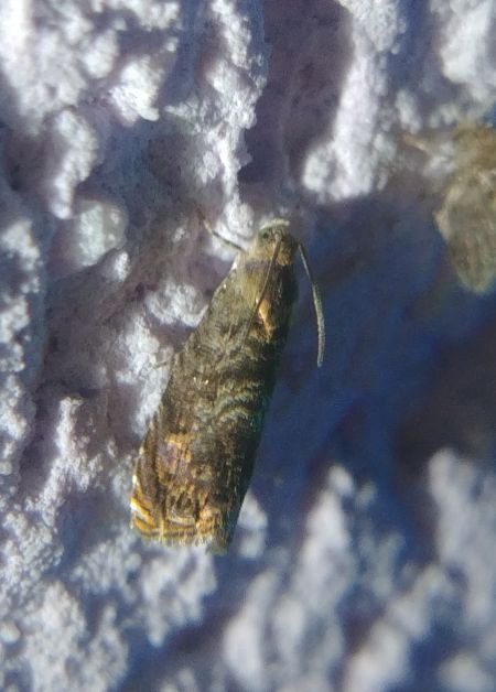 Grapholita janthinana 