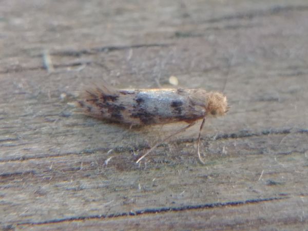 Etainia decentella 