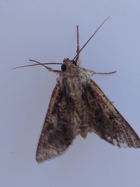 Apamea monoglypha 
