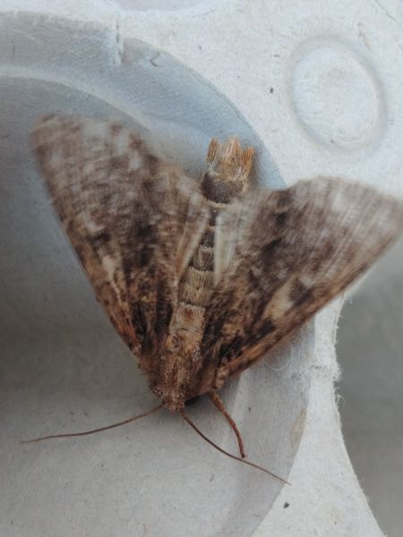 Apamea monoglypha 
