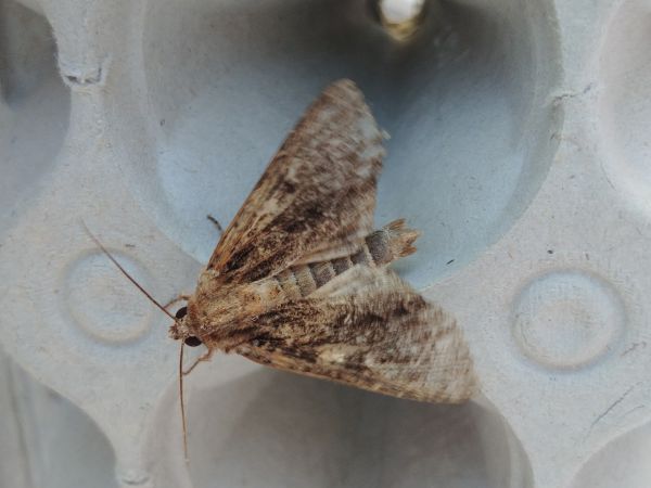 Apamea monoglypha 